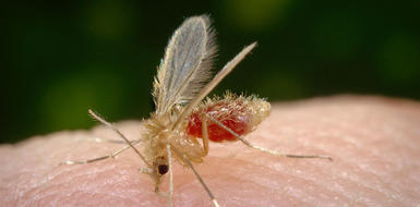 Профилактика малярии.