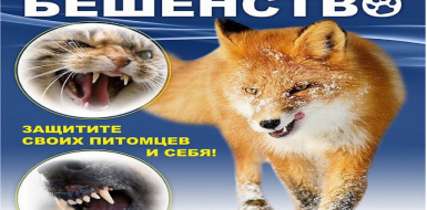 Бешенство: профилактика и меры предосторожности
