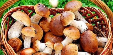Какие грибы и ягоды накапливают больше      радиации?