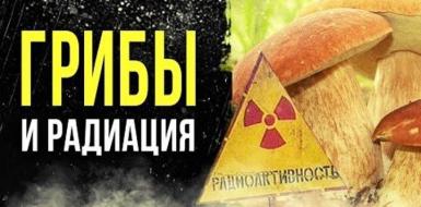 РАДИОАКТИВНЫЕ ГРИБЫ