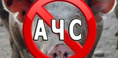 Африканская чума свиней (АЧС): что это такое и почему она опасна