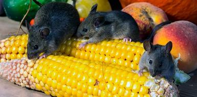 Профилактика иерсиниоза