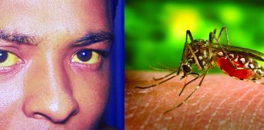 Как защититься от жёлтой лихорадки?