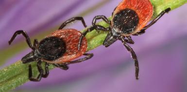 КЛЕЩИ ПРОСНУЛИСЬ!