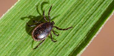 Эпидемиологическая ситуация по обращаемости  населения в организации здравоохранения в связи с укусами клещей на территории Стародорожского района за 6 месяцев 2024 года