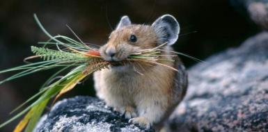 Профилактика лептоспироза