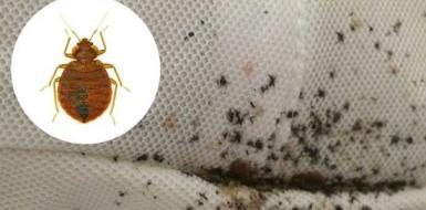 Как избавиться от клопов, как кусают и где заводятся насекомые