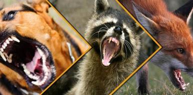 ЧТО ВАЖНО ЗНАТЬ О БЕШЕНСТВЕ? ПРОСТЫЕ ОТВЕТЫ НА СЛОЖНЫЕ ВОПРОСЫ!